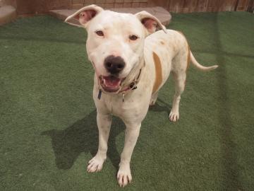 Someone to Love: Olive